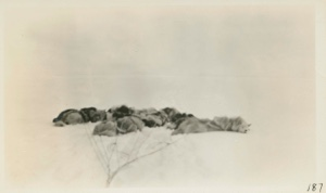 Image of Dogs at rest in snow.